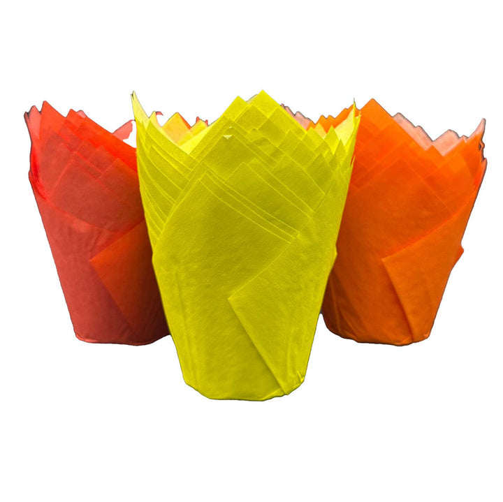 Muffin Tulips - Warm Mix x 50
